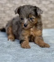 Nova, a female Miniature Aussiedoodle for sale in Tampa, FL – 3 of 7