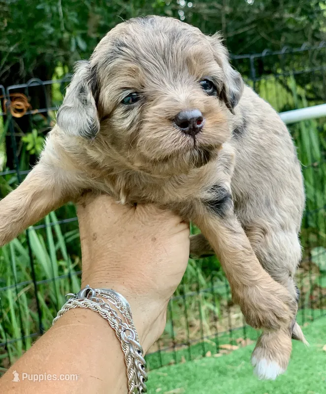Nova – Miniature Aussiedoodle puppy for sale in Tampa, FL