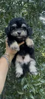 Tiny Morkiepoo  , a male Poodle - Toy  and Morkie for sale in Tampa, FL – 8 of 10