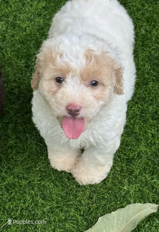 Rosie tiny Chowdoodle – Chow Chow, Poodle - Toy  puppy for sale in Tampa, FL