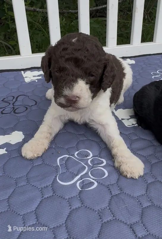Brownie  “ regular size “ – Cockapoo puppy for sale in Sun City Center, FL