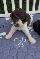 Brownie  “ regular size “, a male Cockapoo for sale in Ruskin, FL – 5 of 9