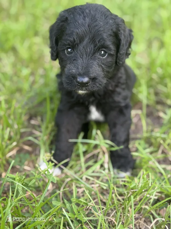 Smokey  “regular size” – Cockapoo puppy for sale in Sun City Center, FL