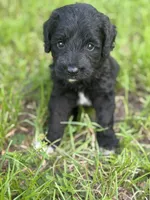 Smokey  “regular size”, a male Cockapoo for sale in Ruskin, FL – 2 of 8