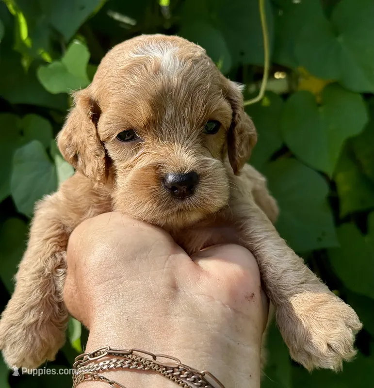 Pink F1 – Cockapoo puppy for sale in Tampa, FL