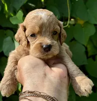 Pink F1, a female Cockapoo for sale in Sun City Center, FL – 3 of 10