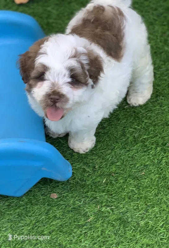 Hershey – Chow Chow, Poodle - Miniature  puppy for sale in Tampa, FL