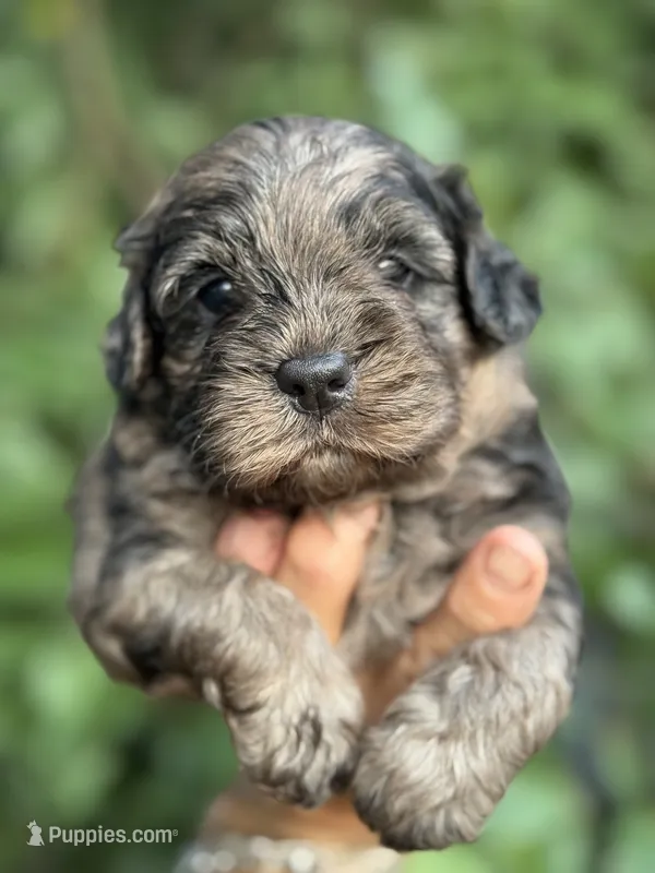 Camo  mini Chowdoodle from DoDo parents  – Chow Chow, Poodle - Miniature  puppy for sale in Tampa, FL