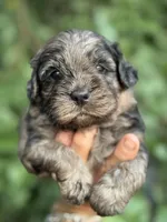 Camo  mini Chowdoodle from DoDo parents , a male Chow Chow and Poodle - Miniature  for sale in Sun City Center, FL – 9 of 10