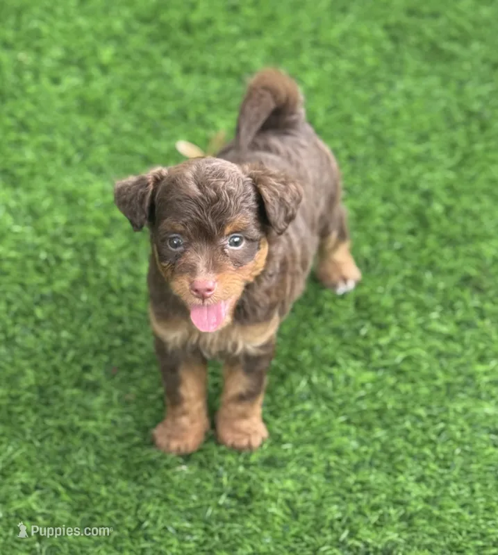 Mocha.  Parents health tested – Miniature Aussiedoodle puppy for sale in Tampa, FL