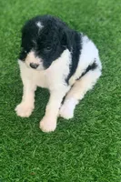 Betsy parents health tested, a female Bernedoodle for sale in Tampa, FL – 4 of 6
