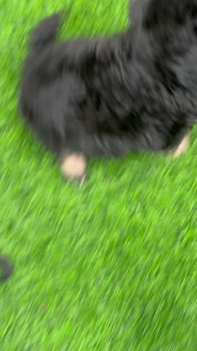 Tiny Morkiepoo  , a male Poodle - Toy  and Morkie for sale in Tampa, FL – 7 of 10