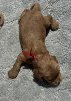 Red F1, a female Cockapoo for sale in Tampa, FL – 3 of 4