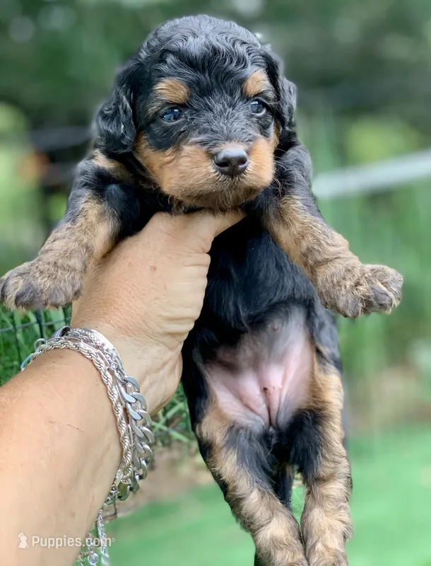 Maple.  Parents health tested  – Miniature Aussiedoodle puppy for sale in Tampa, FL