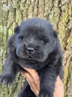 Bao, a male Chow Chow for sale in Ruskin, FL – 2 of 8
