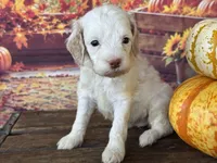 Rosie, a female Cockapoo for sale in Ruskin, FL – 4 of 6