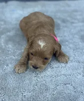 Pink F1, a female Cockapoo for sale in Sun City Center, FL – 7 of 10