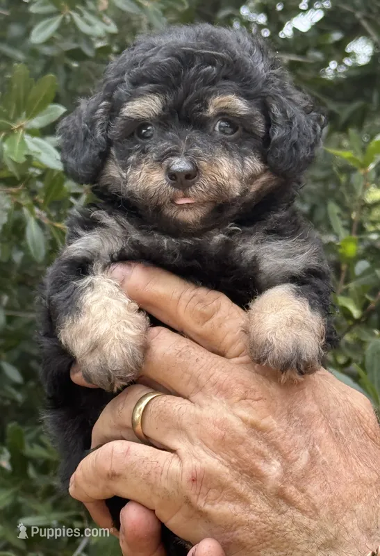 Tiny Morkiepoo  – Poodle - Toy , Morkie puppy for sale in Tampa, FL