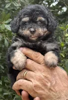 Tiny Morkiepoo  , a male Poodle - Toy  and Morkie for sale in Tampa, FL – 10 of 10