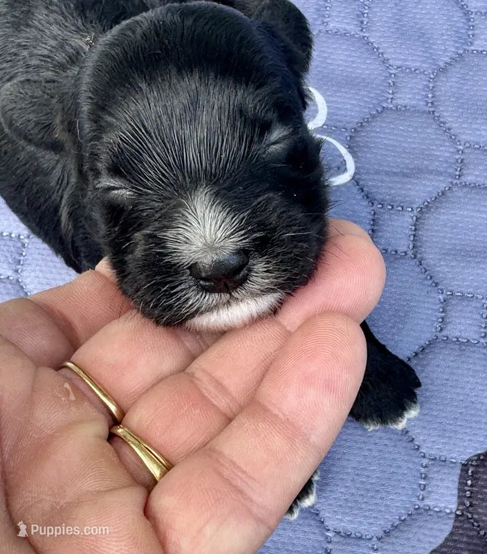 Luna  – Cockapoo puppy for sale in Sun City Center, FL