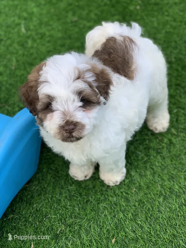 Hershey – Chow Chow, Poodle - Miniature  puppy for sale in Tampa, FL
