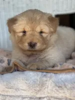 Pumpkin , a female Chow Chow and Poodle - Standard  for sale in Ruskin, FL – 8 of 10