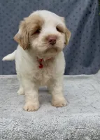 Firsta, mini Chowdoodle ( from DoDo parents), a male Chow Chow and Poodle - Miniature  for sale in Sun City Center, FL – 4 of 10