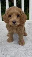 Red F1, a female Cockapoo for sale in Ruskin, FL – 1 of 9