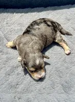 Emerald  F1b, a female Miniature Aussiedoodle for sale in Tampa, FL – 4 of 8