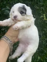 Morkiepoo Sable parti, a female Poodle - Toy  and Morkie for sale in Tampa, FL – 4 of 4