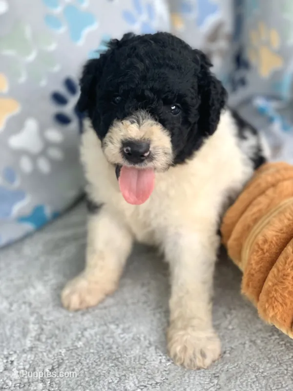 Medium size. Parents health tested. – Bernedoodle puppy for sale in Tampa, FL
