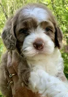 Chocolate Merle parti one blue eye, a male Cockapoo for sale in Tampa, FL – Photo 6 of 10