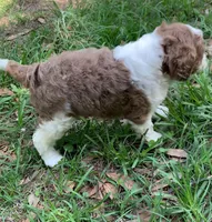 Chocolate Merle parti one blue eye, a male Cockapoo for sale in Tampa, FL – Photo 9 of 10
