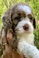 Chocolate Merle parti one blue eye, a male Cockapoo for sale in Tampa, FL – Photo 4 of 10