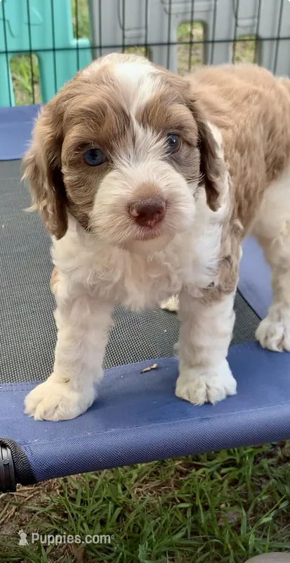 Chocolate Merle parti one blue eye – Cockapoo puppy for sale in Tampa, FL
