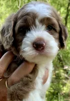 Chocolate Merle parti one blue eye, a male Cockapoo for sale in Tampa, FL – Photo 10 of 10