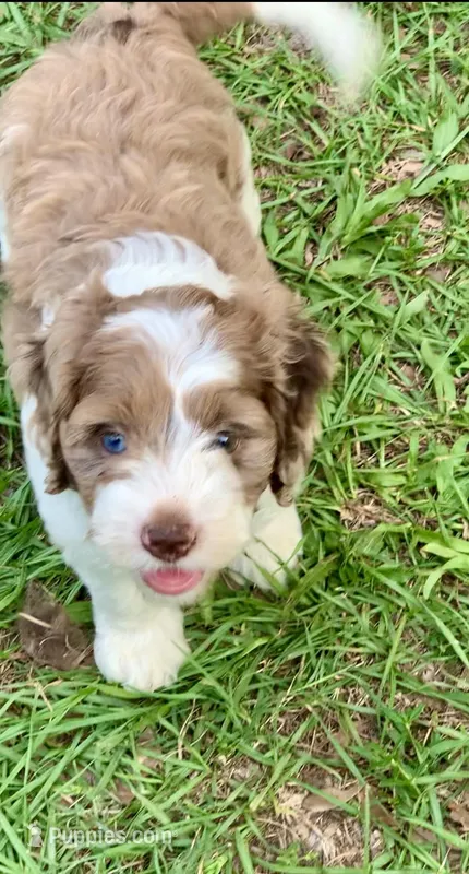 Chocolate Merle parti one blue eye – Cockapoo puppy for sale in Tampa, FL