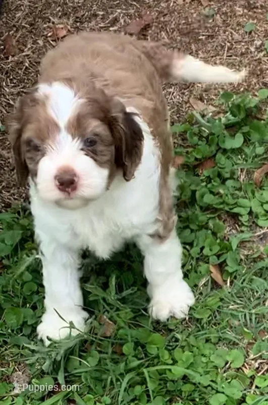Chocolate Merle parti one blue eye – Cockapoo puppy for sale in Tampa, FL