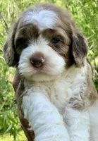 Chocolate Merle parti one blue eye, a male Cockapoo for sale in Tampa, FL – Photo 5 of 10