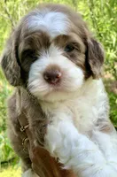 Chocolate Merle parti one blue eye, a male Cockapoo for sale in Tampa, FL – Photo 1 of 10