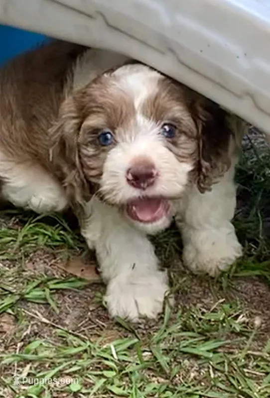 Chocolate Merle parti one blue eye – Cockapoo puppy for sale in Tampa, FL