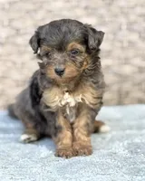 Winnie, a female Miniature Aussiedoodle for sale in Tampa, FL – 4 of 7