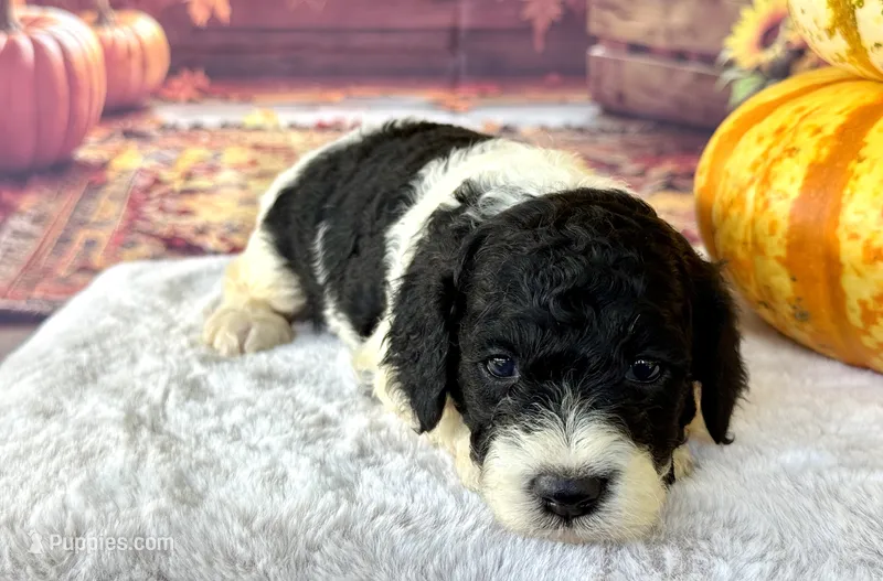 Carol – Cockapoo puppy for sale in Ruskin, FL
