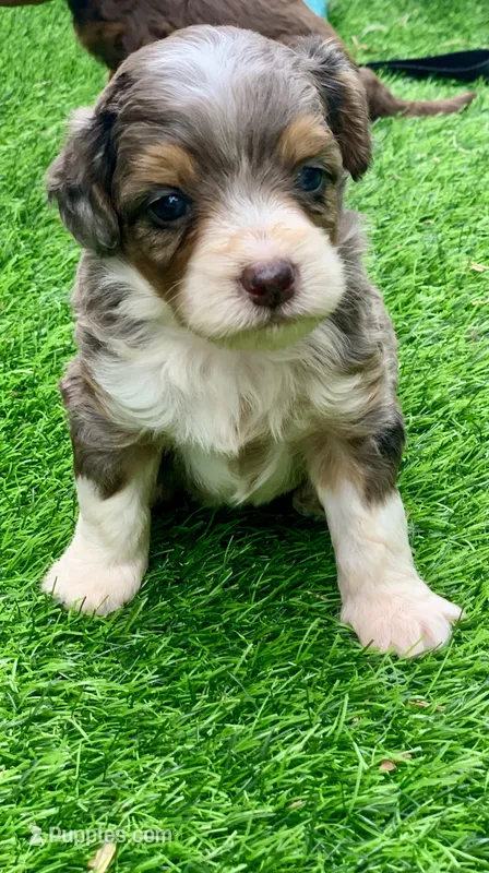 Indigo  – Miniature Aussiedoodle puppy for sale in Tampa, FL