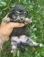 Tiny Morkiepoo , a male Poodle - Toy  and Morkie for sale in Tampa, FL – 4 of 7