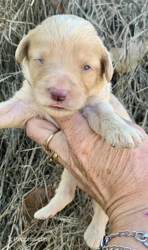 Standard Cockapoo  – Cockapoo puppy for sale in Tampa, FL