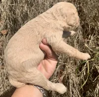 Standard Cockapoo , a female Cockapoo for sale in Tampa, FL – Photo 6 of 6