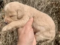 Standard Cockapoo , a female Cockapoo for sale in Tampa, FL – Photo 5 of 6