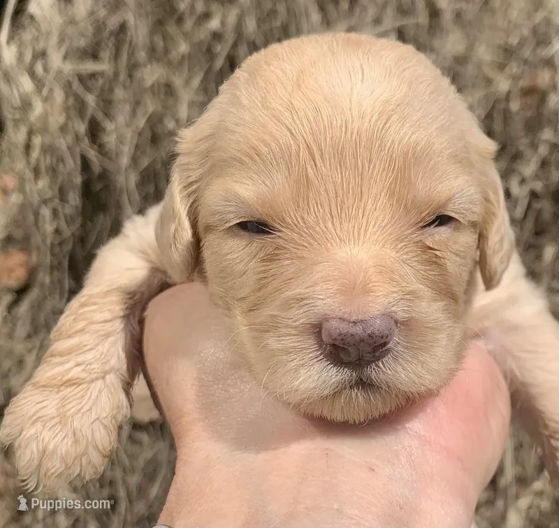 Standard Cockapoo , a female Cockapoo for sale in Tampa, FL – Photo 1 of 6