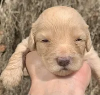 Standard Cockapoo , a female Cockapoo for sale in Tampa, FL – Photo 1 of 6